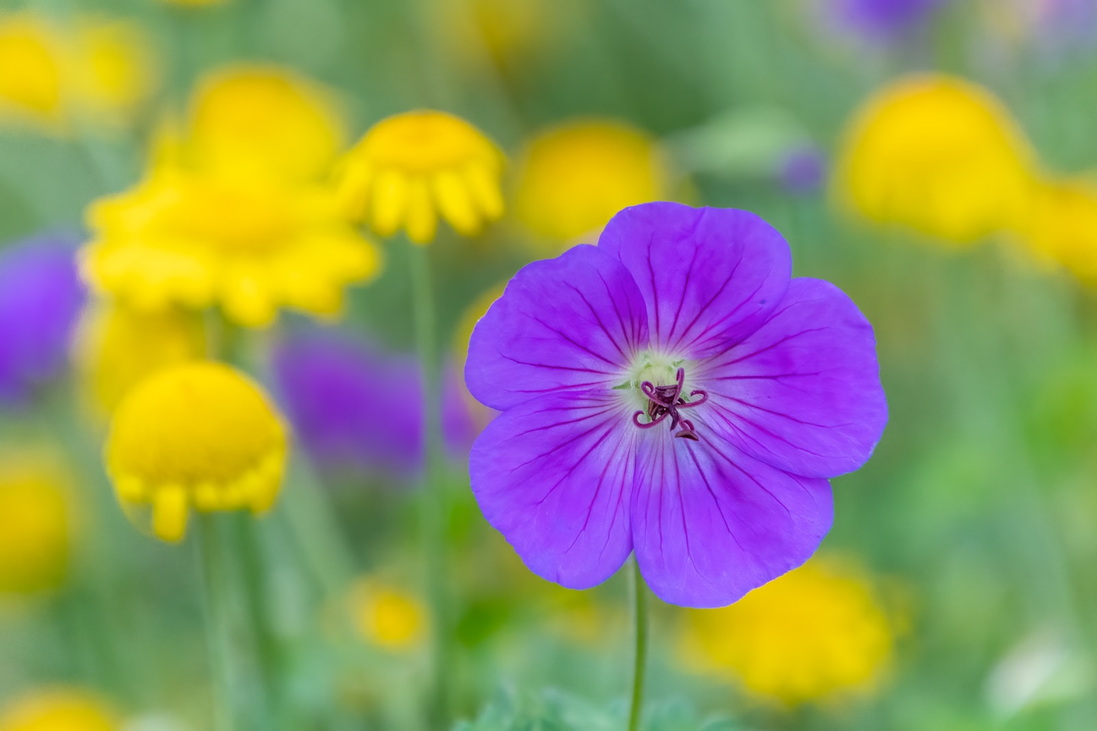 purple flower in tilt shift lens