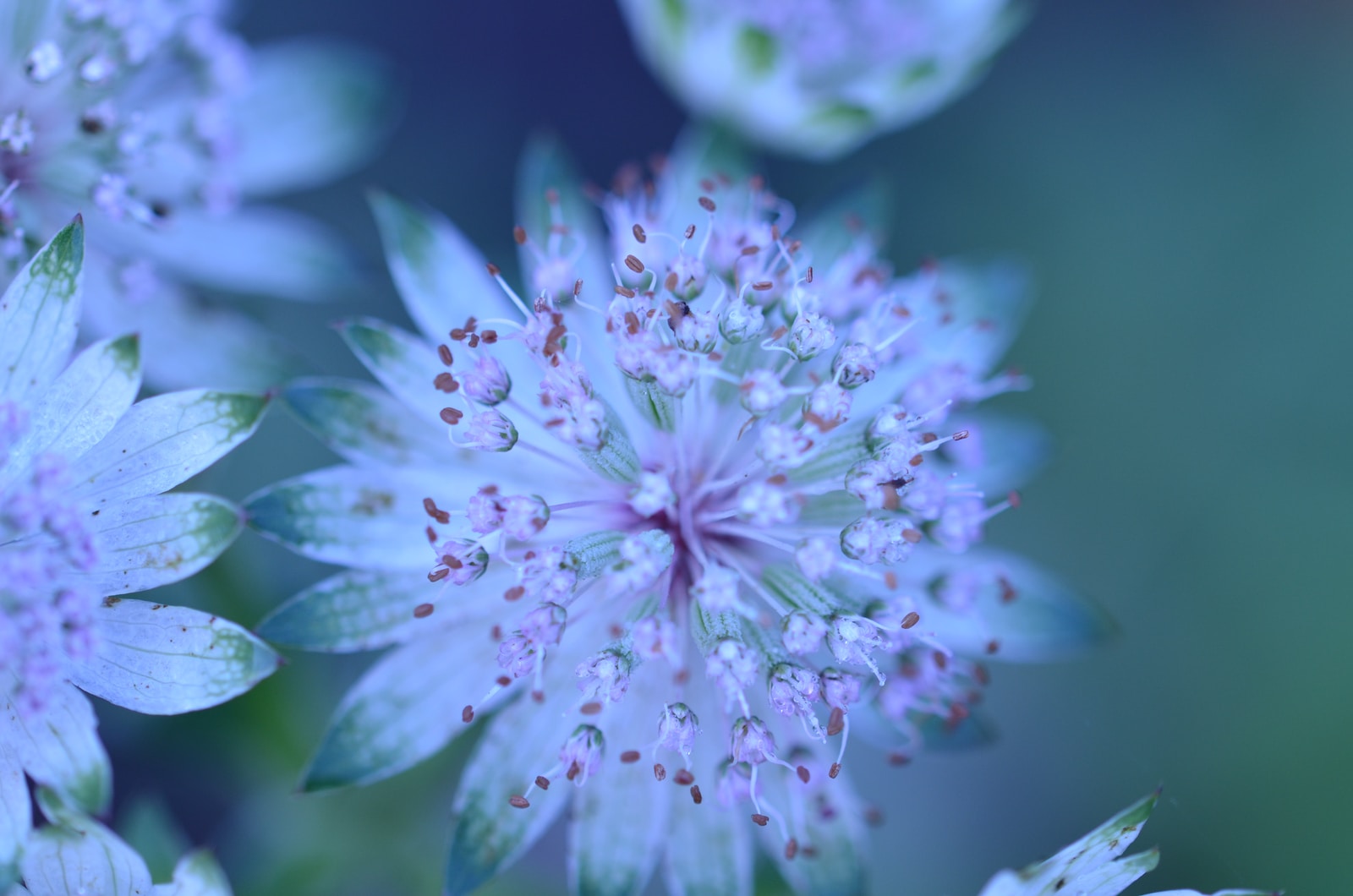 white petaled flower selective photography