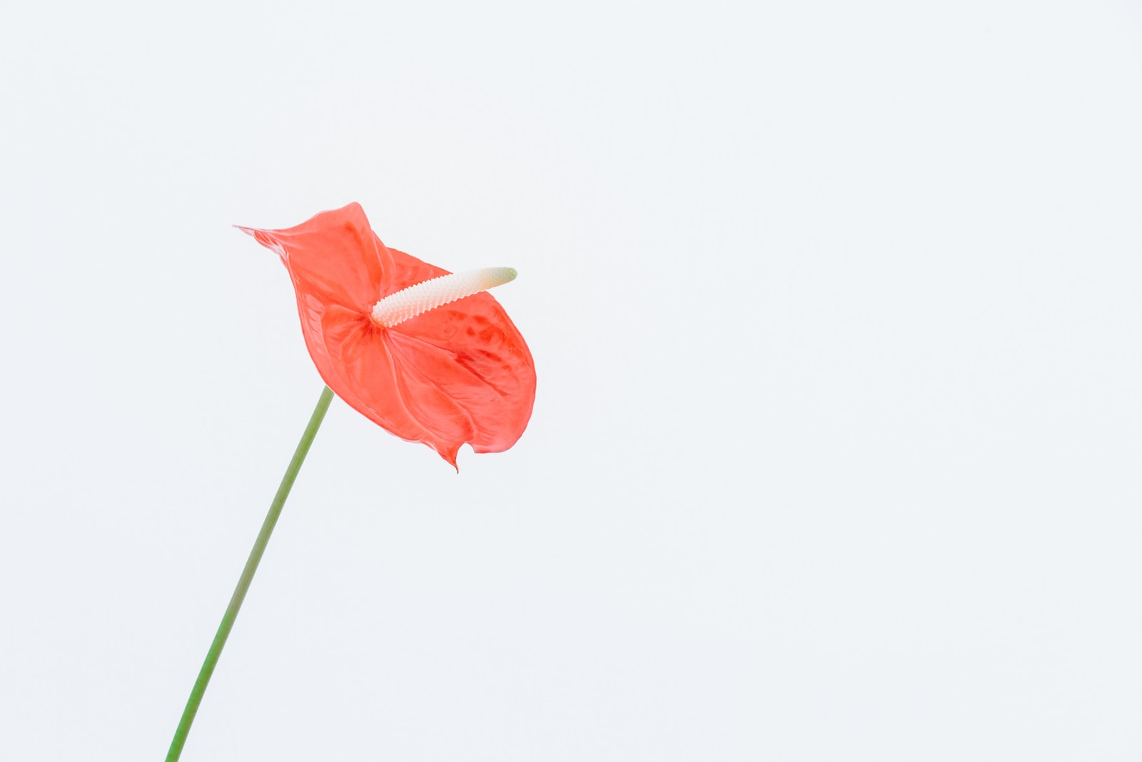 red flower