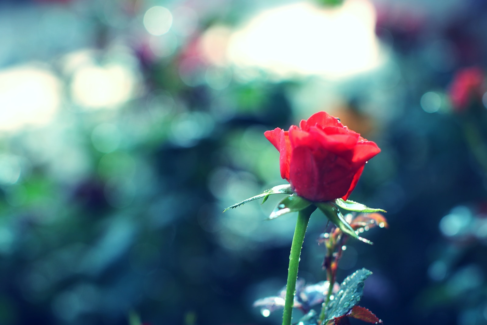red rose in bloom during daytime